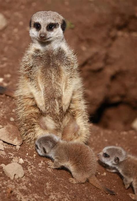 Four New Arrivals In The Meerkat Mob Live Science