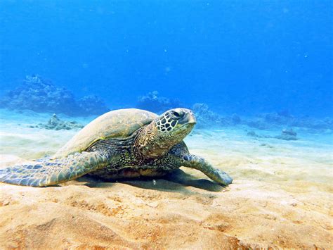 Hawaiian Green Sea Turtles Maui Magic Snorkel
