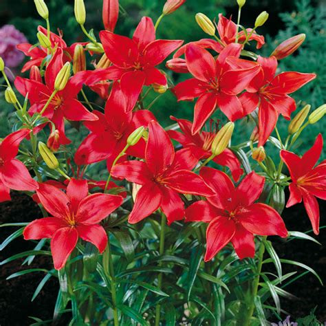 Hardy Lilies Red Asiatic Planting Information Totalgreen Holland