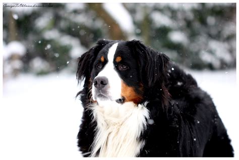 I Have Always Wanted A Berner Sennen Dog Dogs Bernese Mountain Dog