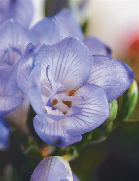 Mauve Blue Blooms With A Sweet Perfume Freesias Are A Spring Must Have