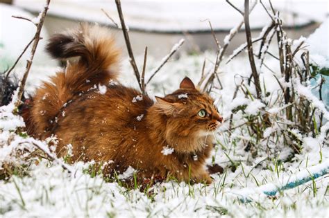 Winter Snow Nature Cat Animals Wallpapers Hd Desktop And Mobile