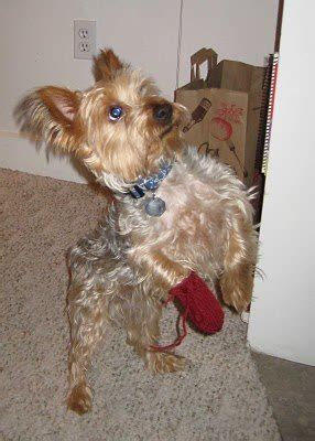 Pets free sewing patterns search for more free sewing patterns: Paw Socks Pattern | AllFreeKnitting.com