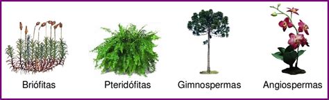 Briofitas Y Pteridofitas