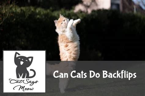 Can Cats Do Backflips Feline Acrobatics Revealed Cat Says Meow