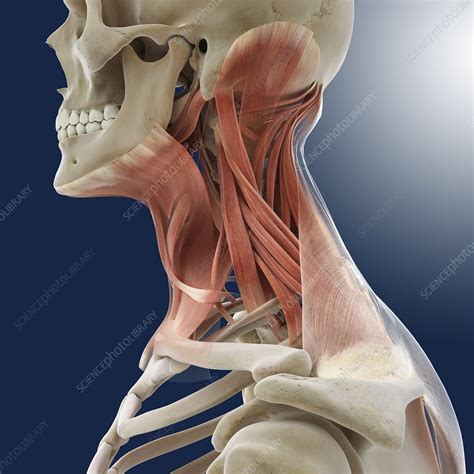 Neck Muscles Artwork Stock Image C Science Photo Library
