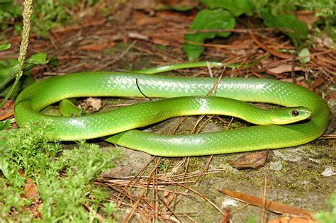 Yucatán Green Snake Hypothetical Snakes Wiki Fandom