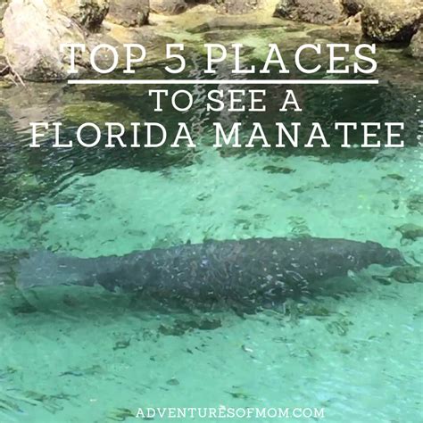 Best Places In Florida To See Manatees Blue Springs State Park