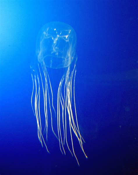 Box Jellyfish Wikipedia