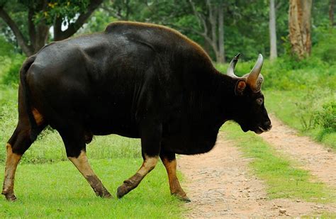 Indian Bison Asian Wild Gaur Characteristics Facts