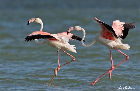 Greater Flamingo Kenya Bird Images From Foreign Trips Gallery