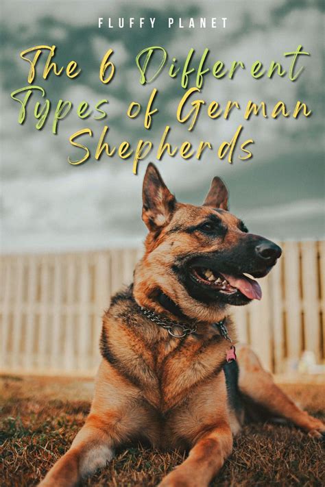 The 6 Different Types Of German Shepherds In 2023 Types Of German