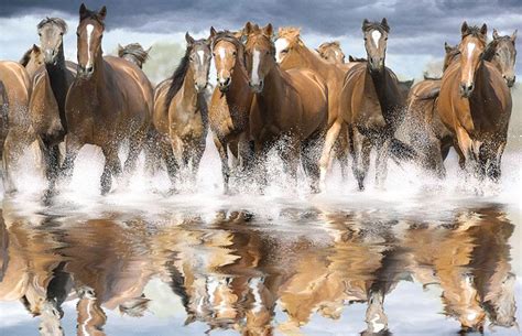 wild horses desktop wallpaper  wallpapersafari