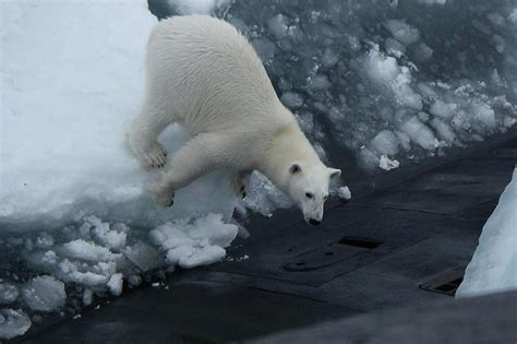 Ovako NeŠto Niste Dosad Videli Polarni Medved Uslikan Kako Se šeta Po