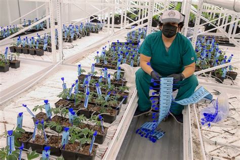 Nj Legal Weed Tour The Verano Zen Leaf Cannabis Cultivation Center