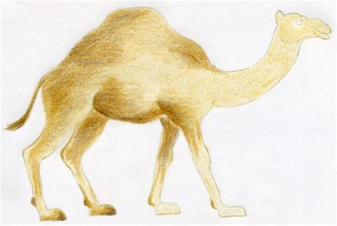 A drawing of a camels face in front view. How To Draw A Camel, simple, quick in color pencil.