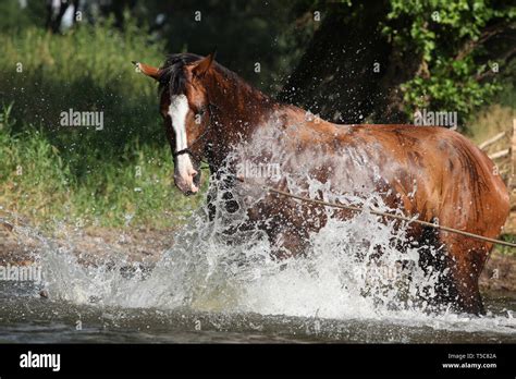 Nice Brown Horse With Rope Halter Playing In The Water Stock Photo Alamy