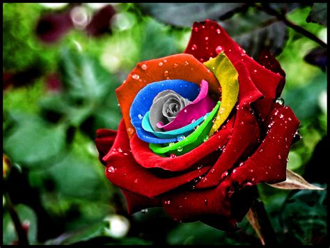 Amazing Rainbow Roses Favbulous