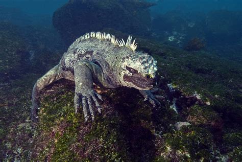 Marine Iguana Underwater Oceanographic Oceanographic