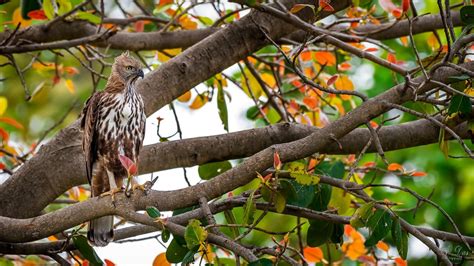 How To Conduct Bird Surveys In Forests Bird Count India