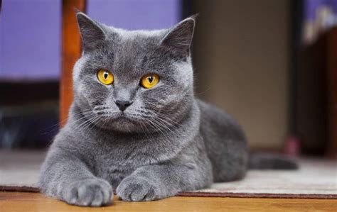 British Shorthair Cat Breed Facts And Personality Traits Siamese Of Day