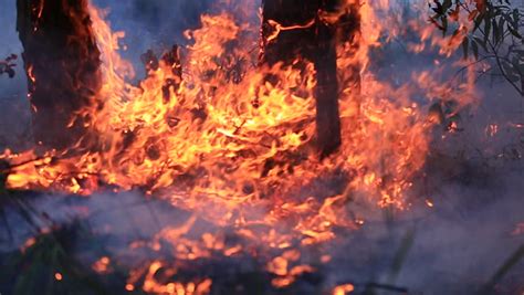 Bushfire Burning Fire Fighting Stock Footage Video 100 Royalty Free