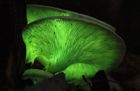 30 Amazing Mushroom Facts To Share With Your Friends Grocycle