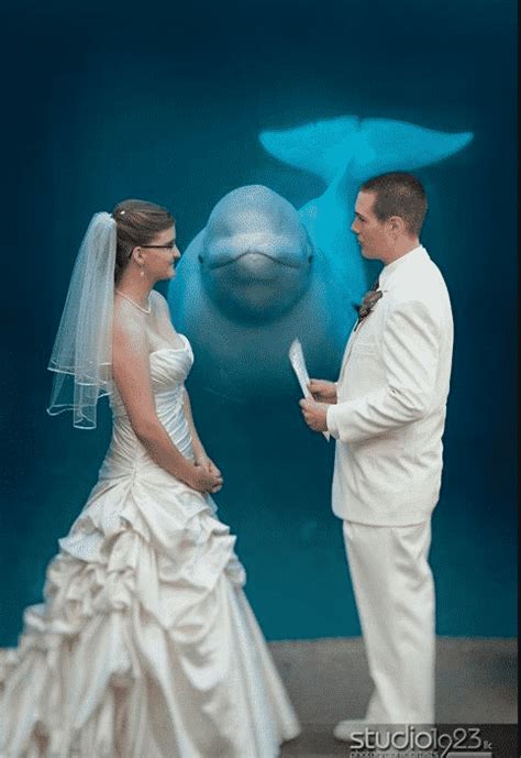 Beluga Whale Photobombs Wedding Photos Mutually