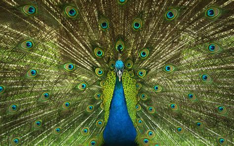 Unveiling Peacock Symbolism Beauty And Symbolic Significance