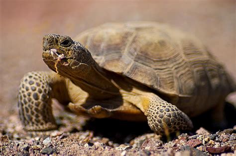 Desert Tortoise The Biggest Animals Kingdom