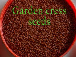 Garden cress grows especially in the countries of the far east and the middle east. Benefits of Gardencress seeds/ Halim/ Aliv - Nutri Choice 4 U