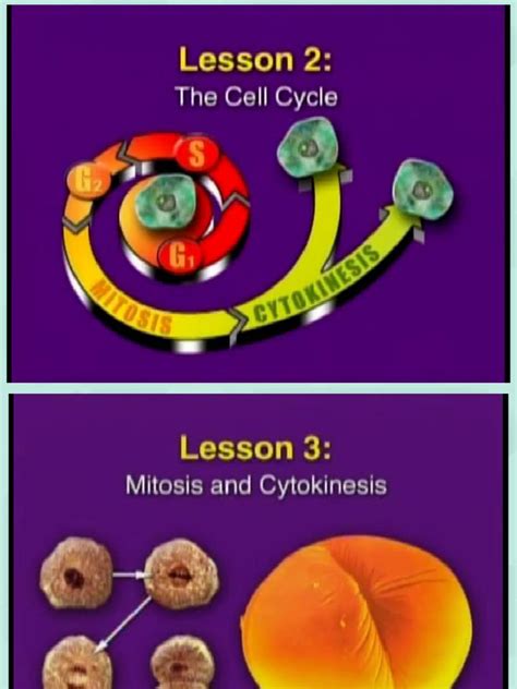 Cell Cycle Mitosis Pdf Mitosis Cell Growth