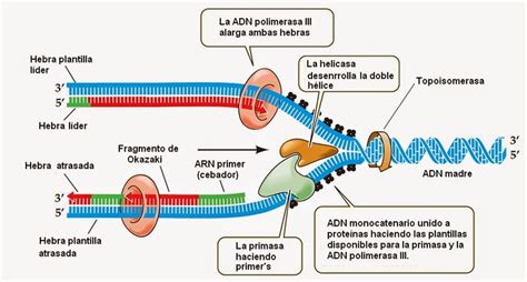 Fundamentos De Biologia Celular Duplicacion Del Adn Y Sintesis De