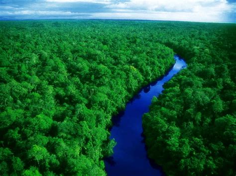 Amazon Forest Hd Pictures 2 Free Download Borrow And