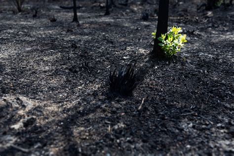 Premium Photo New Leaves Burst Forth From A Burnt Tree After Forest