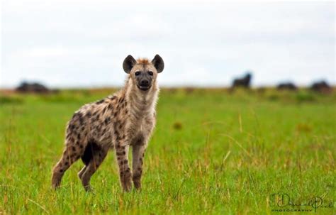 Hyenas In Africa
