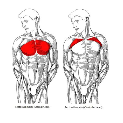 Building Your Upper Chest Chest Workout For Mass Best Chest Workout