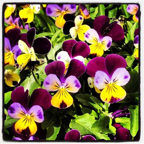 What a bunch of pansies??? (With images) | Pansies ...