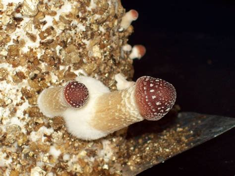 81 Mp Camera With Golden Teacher Pins Mushroom Cultivation