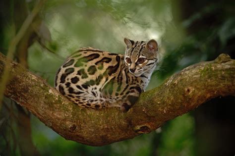 10 Rare Exotic Animals To Inspire You Exotic Pets Animals Animals