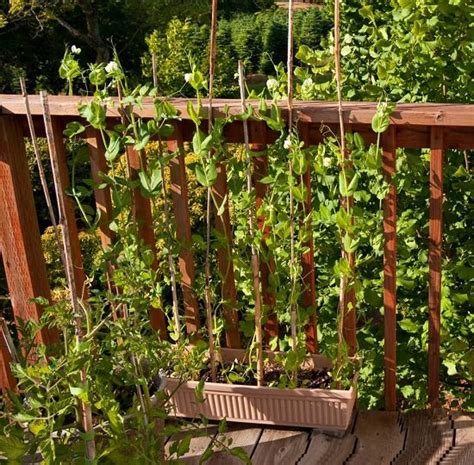 Everything About Growing Peas In Containers And Pots Balcony Garden Web