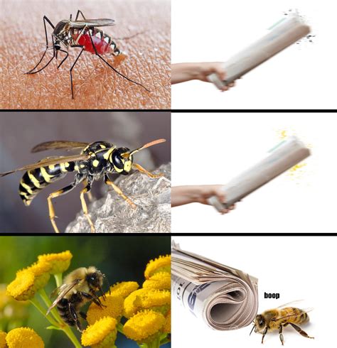 The Insect I Adore Rmemes