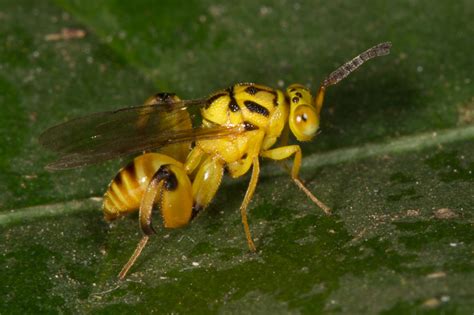 Chalcid Wasp Nature Closeups