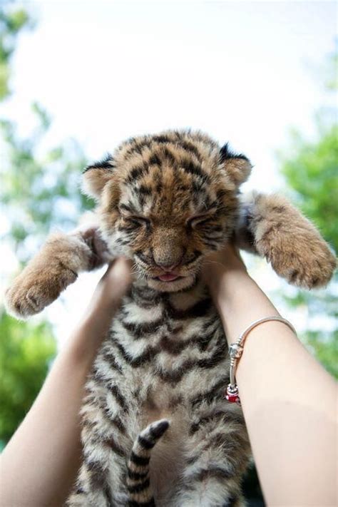 Cute Baby Tiger Animal Babies Pinterest