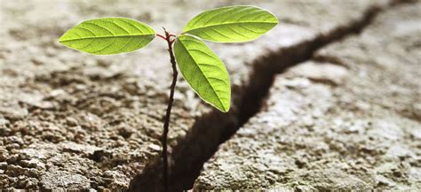Le sfide nel corso della vita, libro. Le risorse nascoste della nostra psiche: la "resilienza ...
