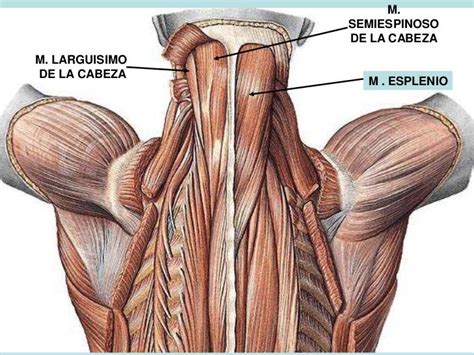 Musculos De La Cabeza Y Cuello