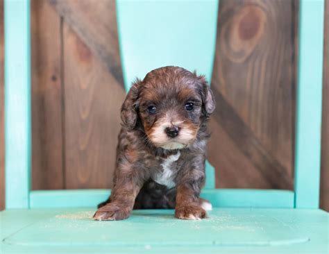 Teacup cavapoos are a cross of the king charles cavalier spaniel and a toy poodle. F1 Micro Mini Cavapoo | Cavapoo Puppies | Iowa Dog Breeder