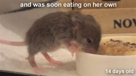Raising A Baby Mouse 1010 Weaning Youtube