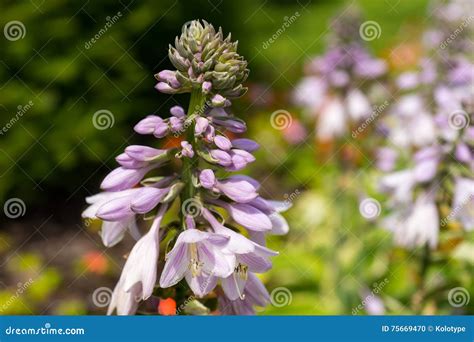 Beautiful Purple Flower Stock Photo Image Of Environment 75669470