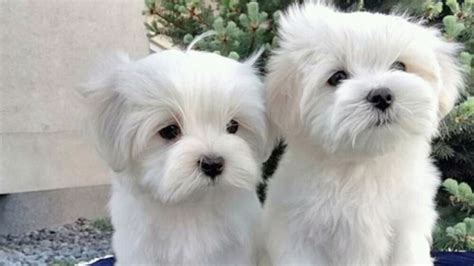 Cute Maltese Puppies Are Ready For A Good Home St George